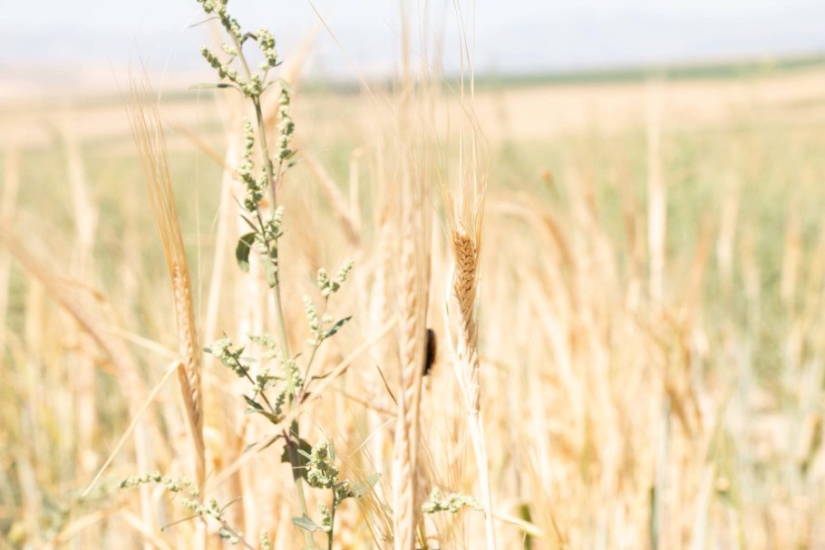 Трава Вико-овсяная