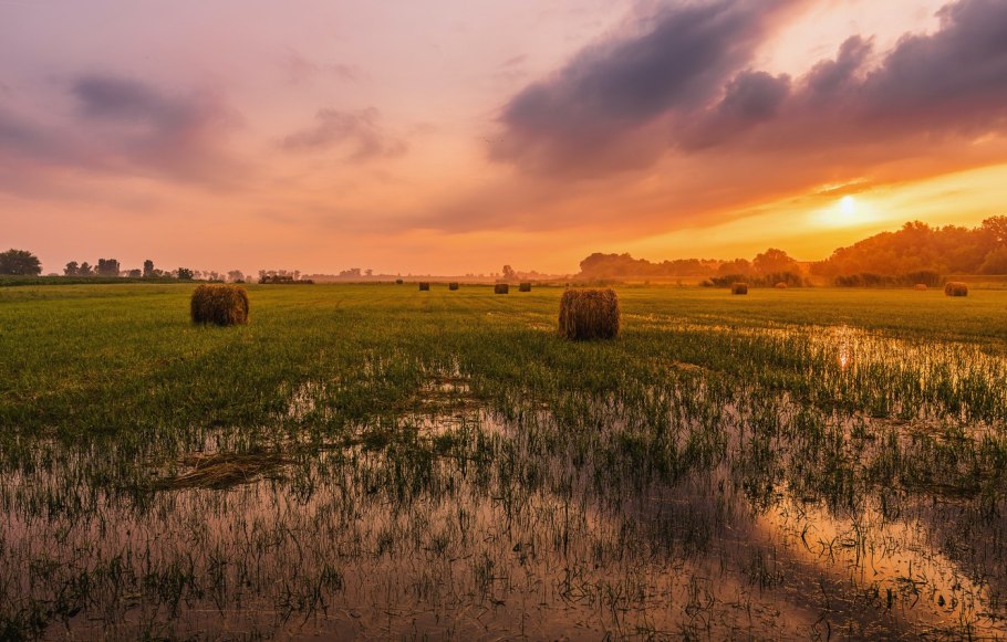 Посевная трава для пастбища