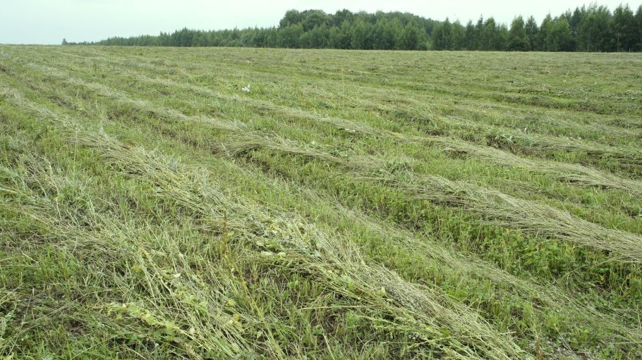 Скот пасется на лугу деревня