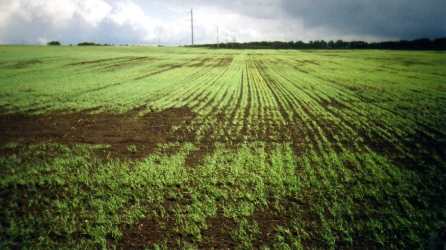 Сенокос свежескошенная трава