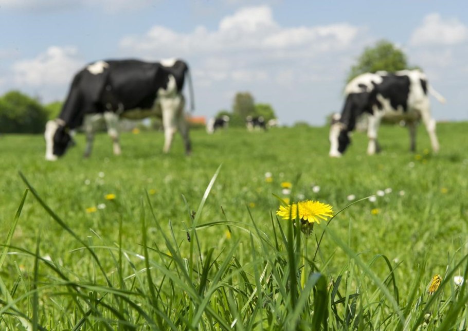 Травосмесь пастбищная