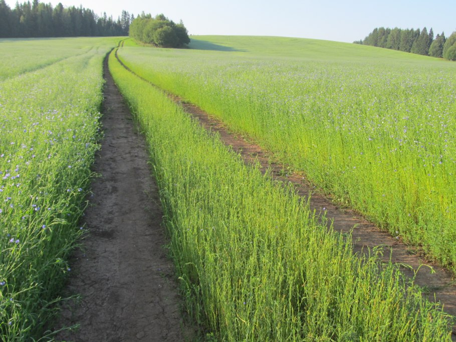 Семена райграса пастбищного