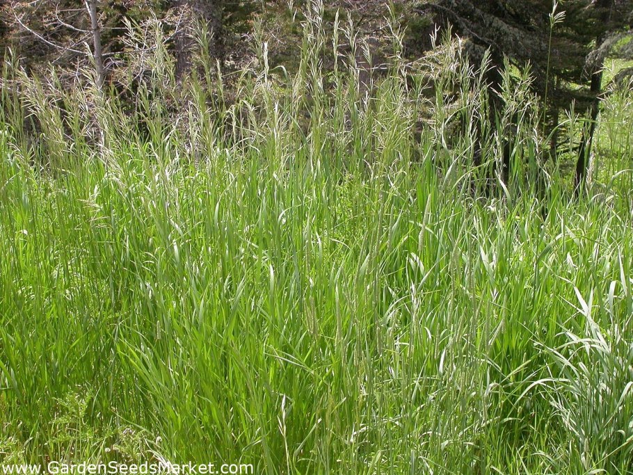 Кормовые травы Луга мятлик