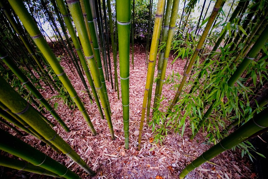 Бамбук травянистый