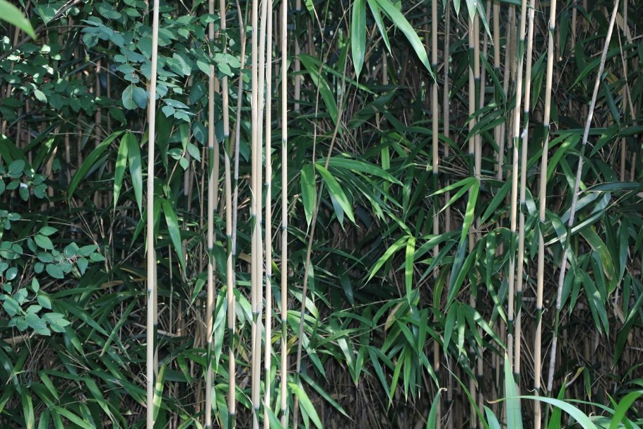 Бамбук самое быстрорастущее растение