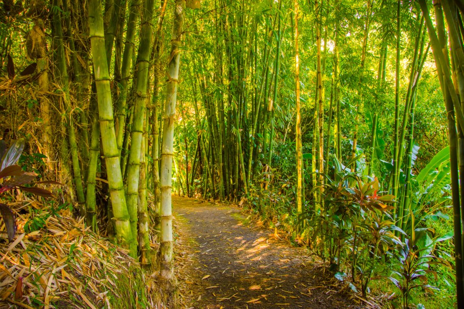 Вьетнам бамбук