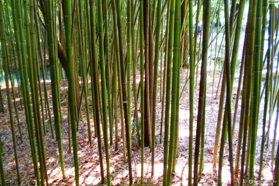 Бамбуковая роща Пицунда