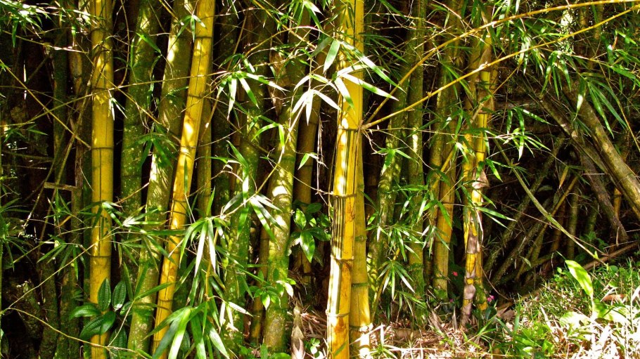 Полуабая бамбук