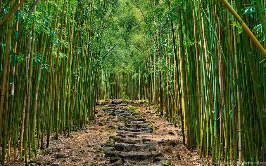 Цветущий бамбук