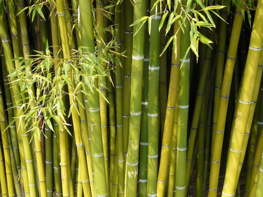 Bambusa vulgaris nees