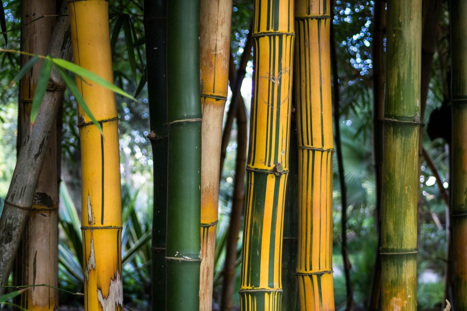 Phyllostachys edulis Moso