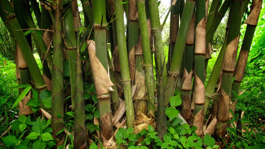 Бамбук Phyllostachys