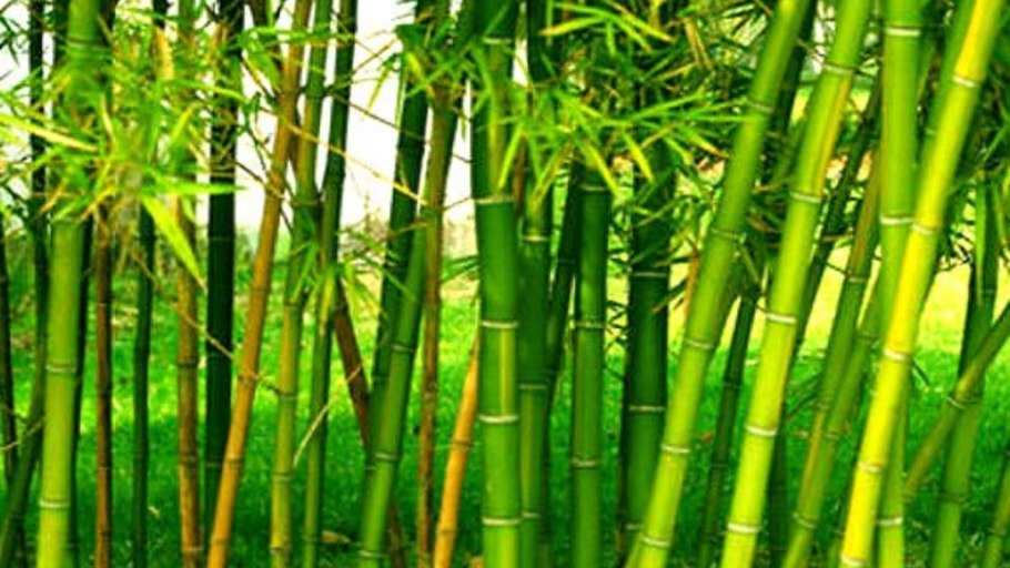 Бамбук в Южной Америке