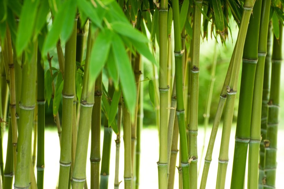 Бамбук Phyllostachys edulis Moso