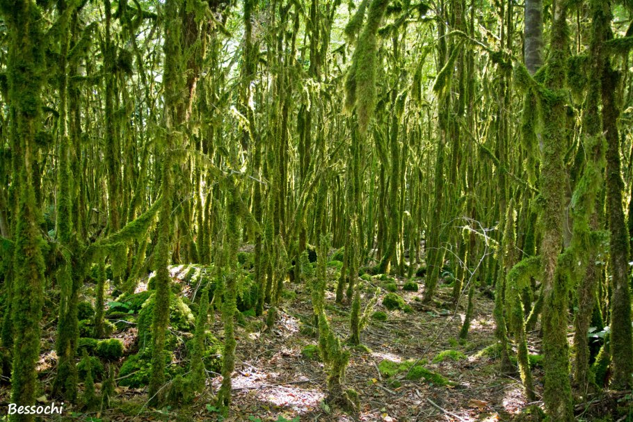 Чайные плантации в Индии