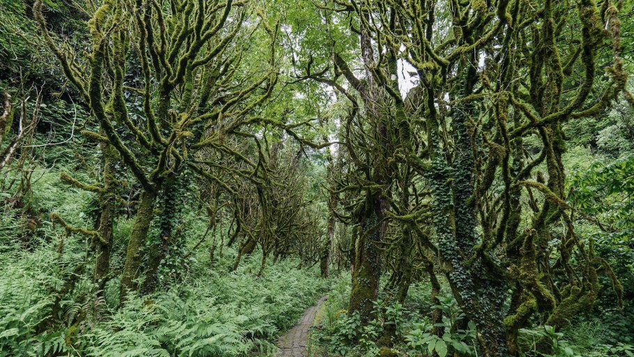 Кудепста растение