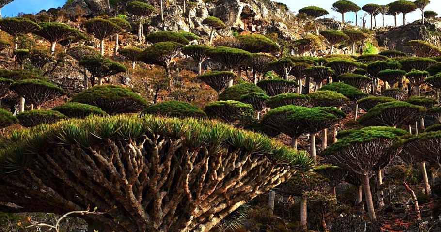 Воллемия Сосновая