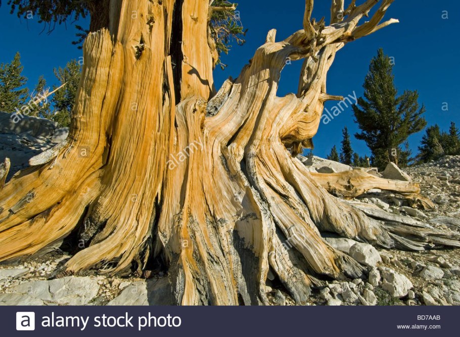 Маслина европейская роща