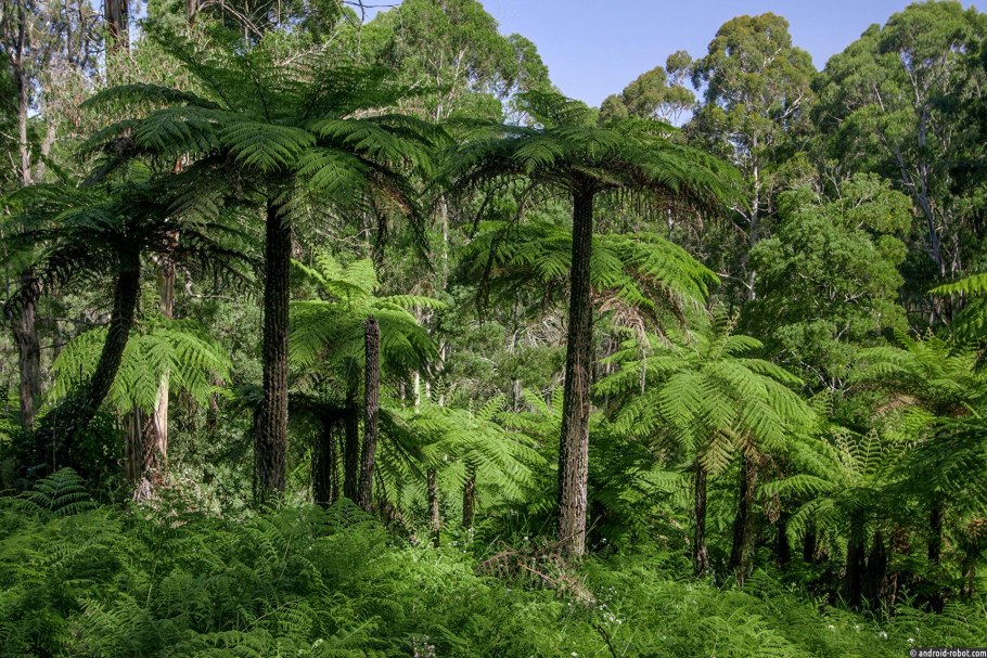 Цветы на вершине горы
