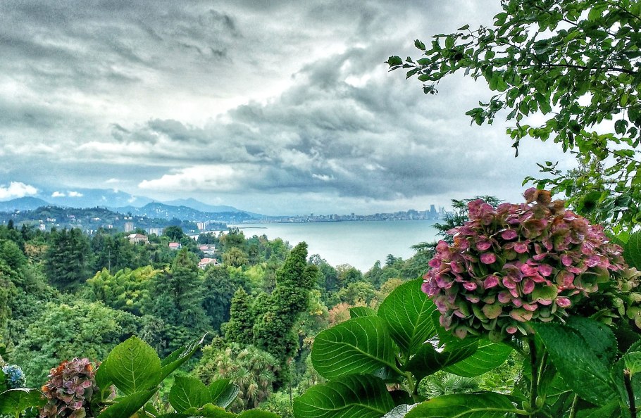 Драконовое дерево на Тенерифе