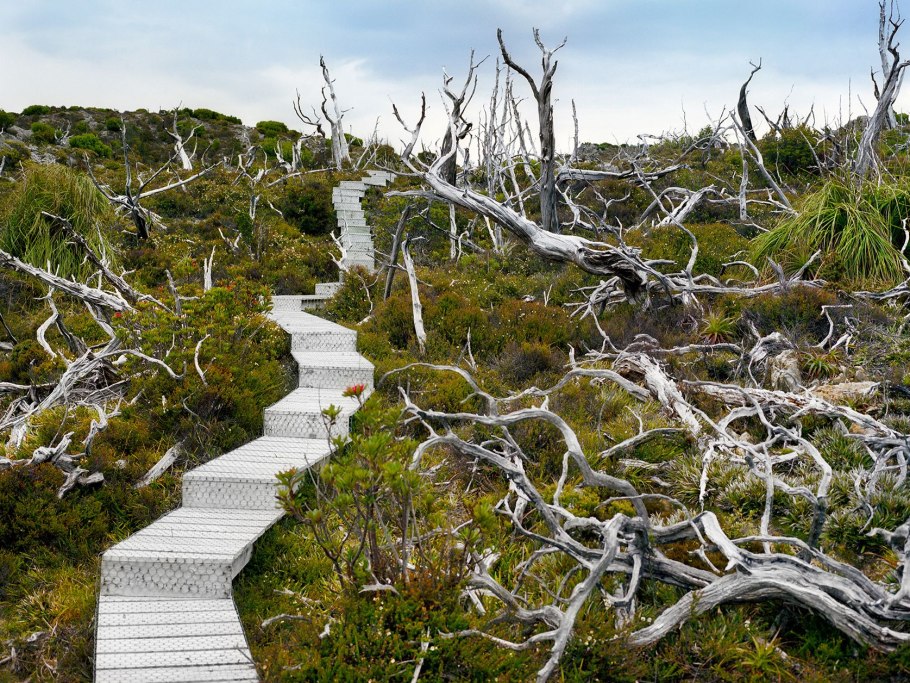 Самшит колхидский реликтовый лес