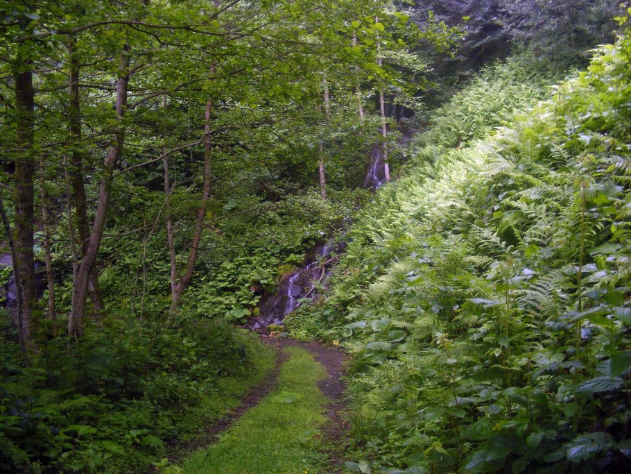 Лес в Кудепсте