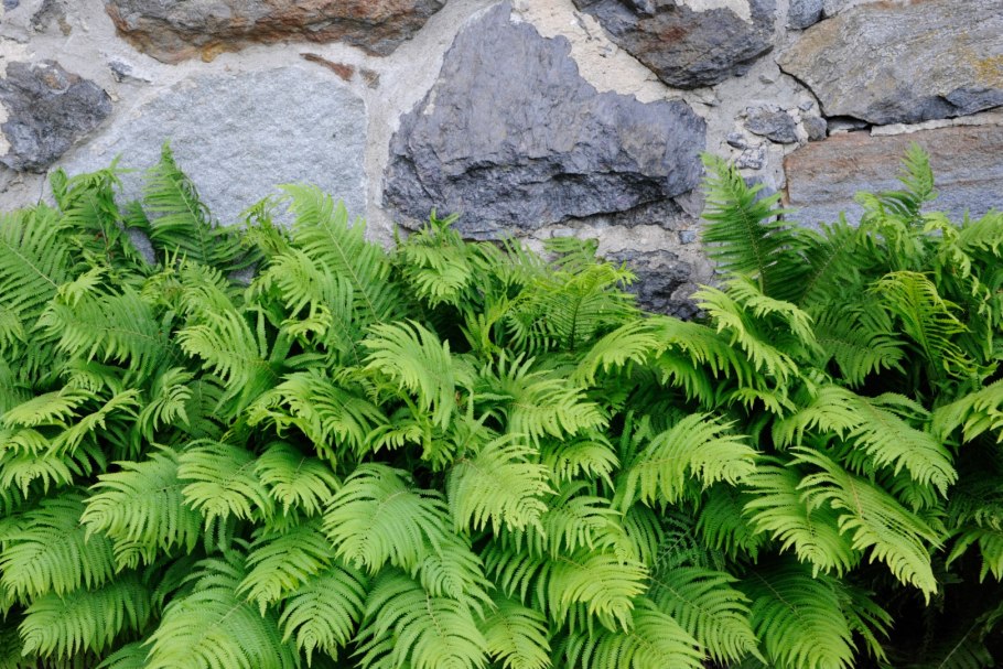 Бодбийский женский монастырь Грузия