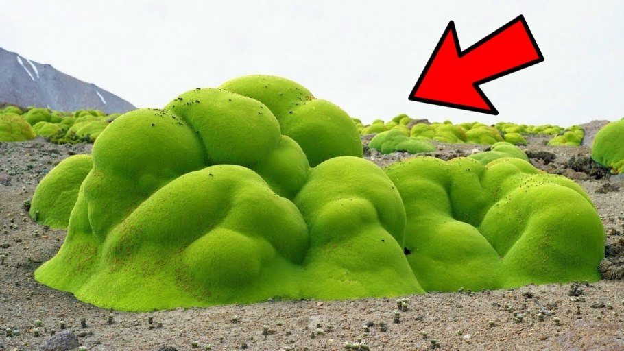 Батумский Ботанический сад