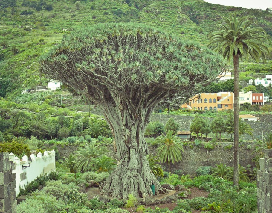 Сильфий исчезнувшее растение древности