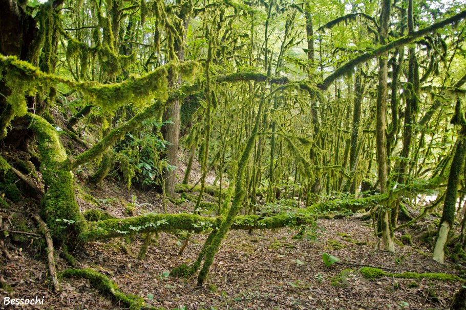 Палеозойская Эра псилофиты