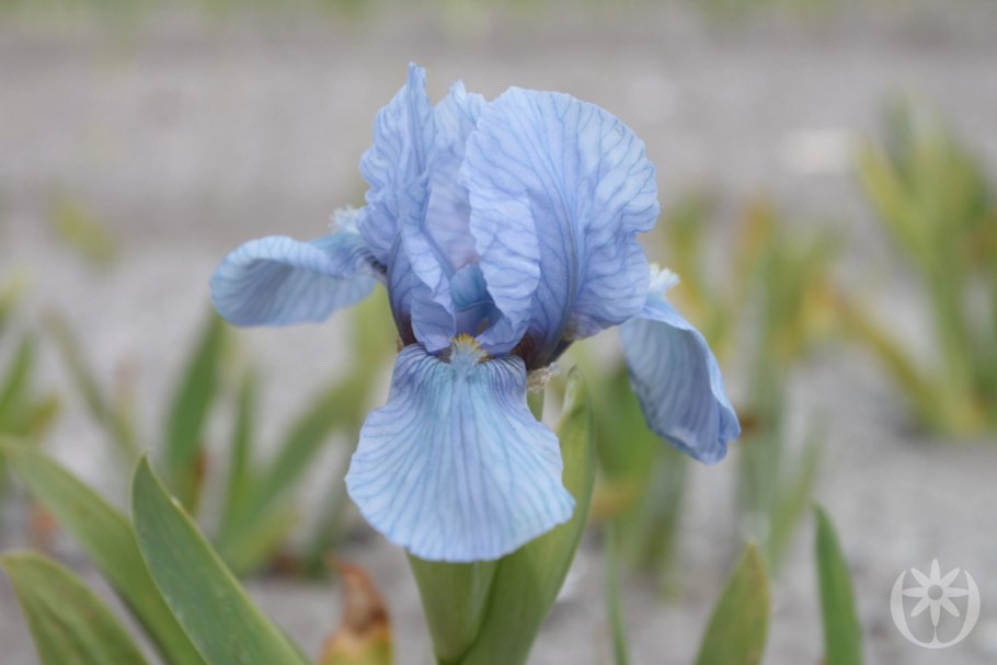 Ирис Iris pumila ‘azurea’