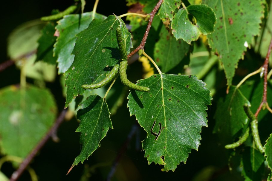Betula papyrifera