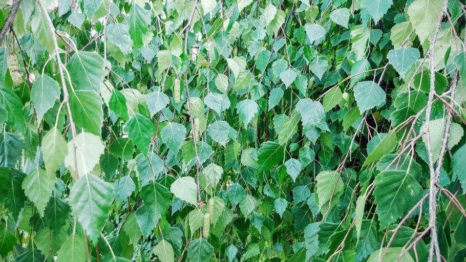 Береза бородавчатая Лациниата