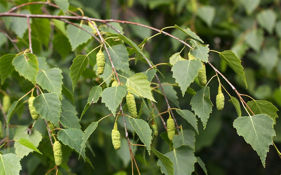 Береза повислая Юнги