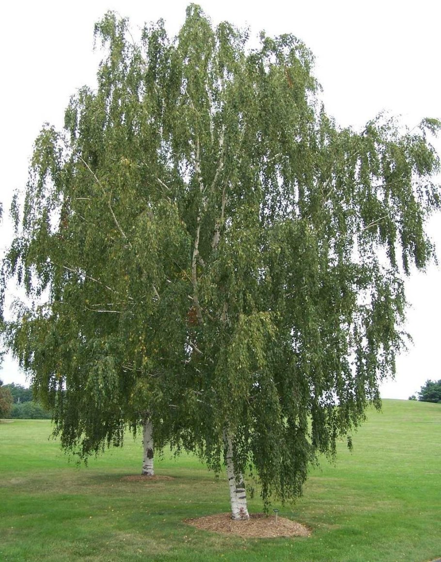 Берёза повислая далекарлийская