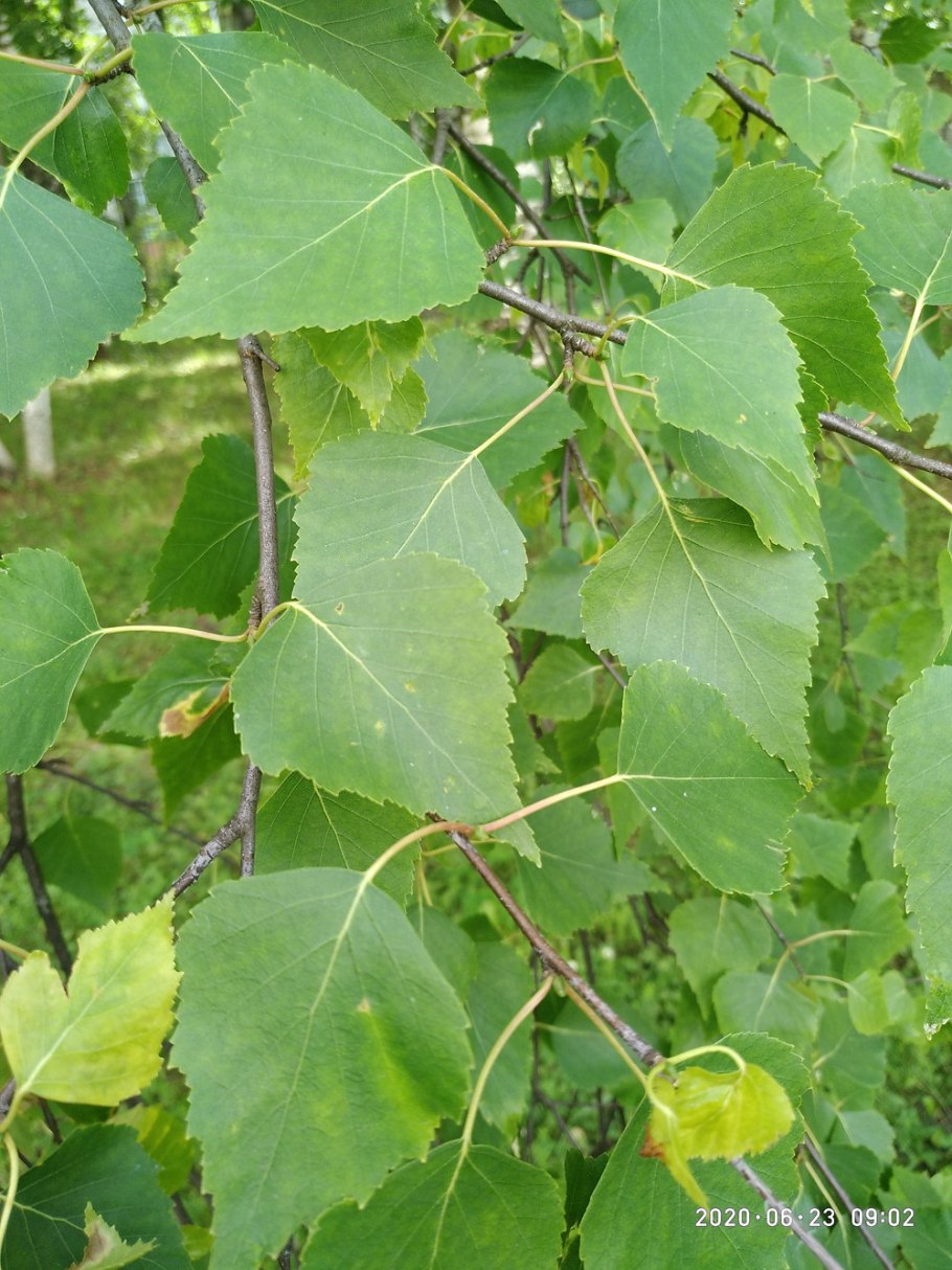 Береза повислая семена