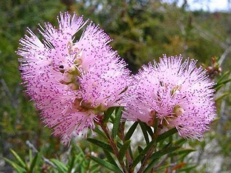 Чайное дерево мелалеука