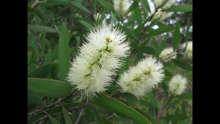 Мелалеука Алтернифолиа