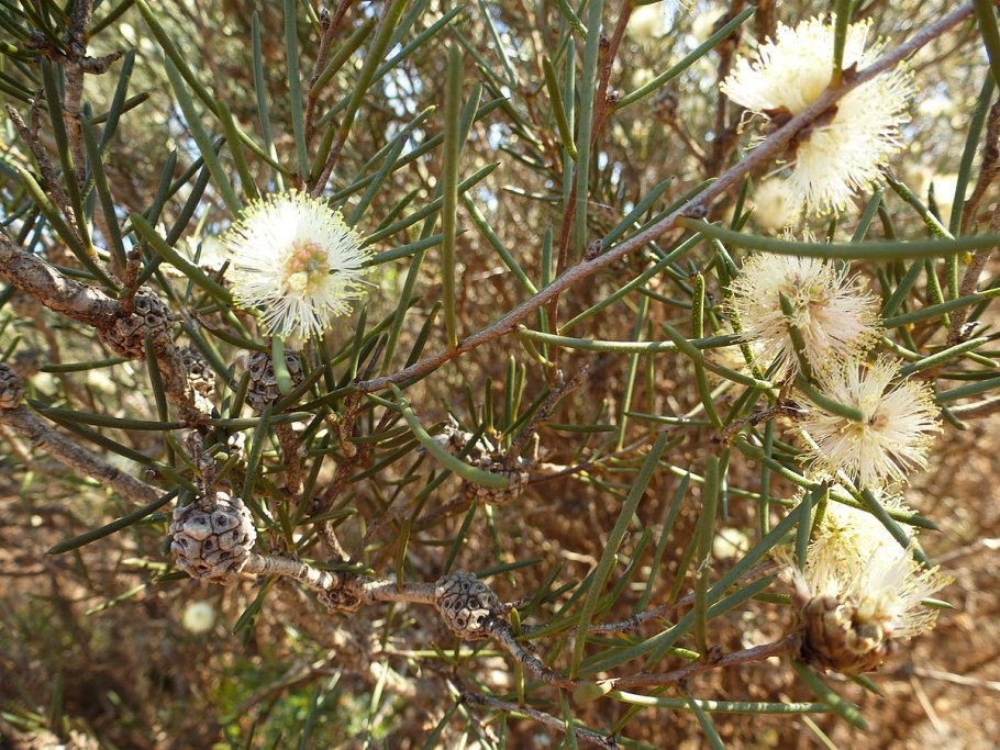 Melaleuca alternifolia