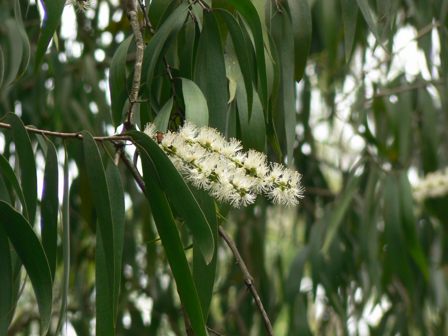 Melaleuca quinquenervia