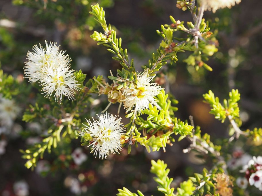 Melaleuca linariifolia мелалеука