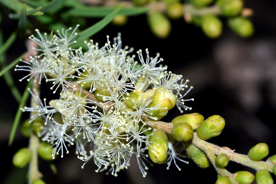 Мелалеука Алтернифолиа