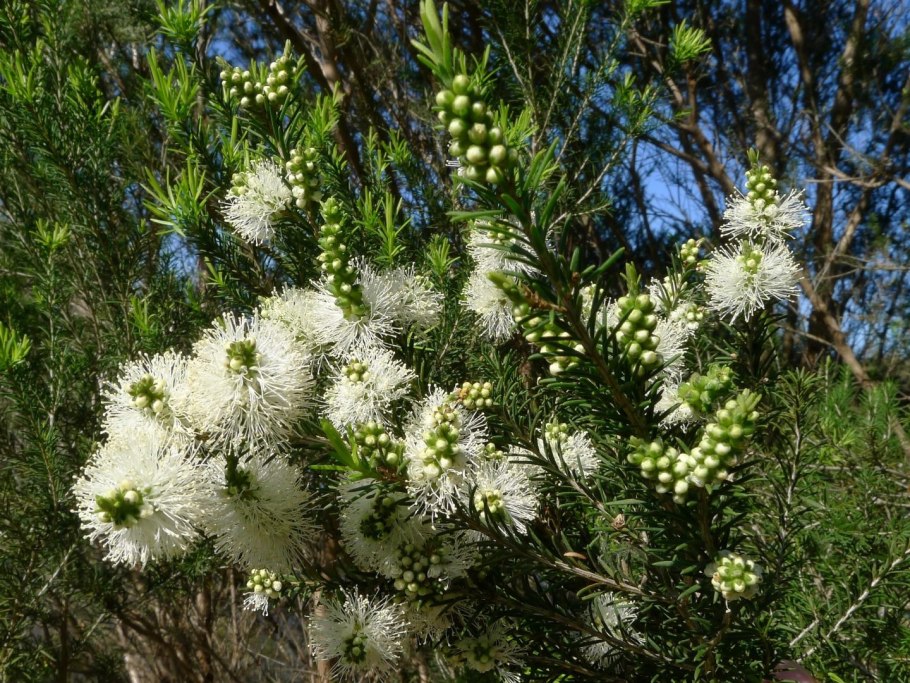 Melaleuca чайное дерево
