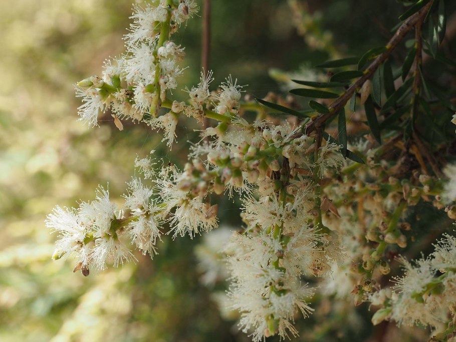 Melaleuca gibbosa