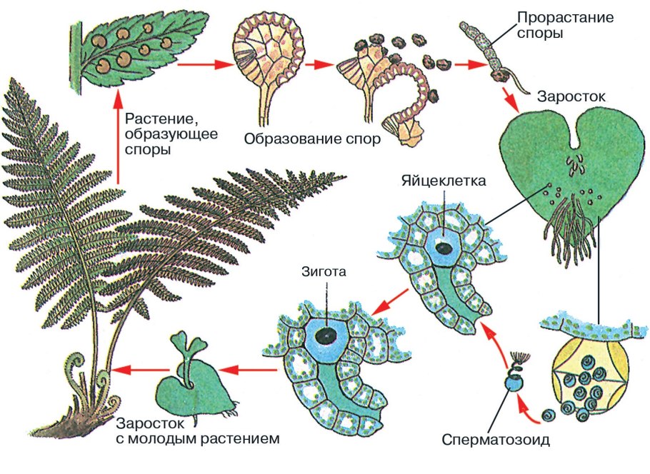 Андроцея и гинецея шиповника