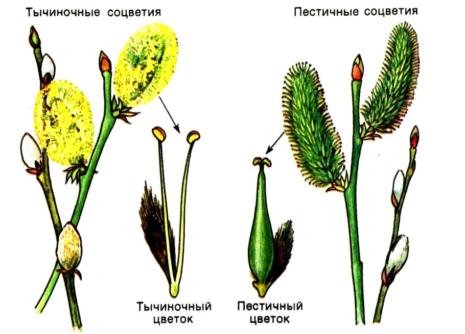 Пестик тычинка опыление