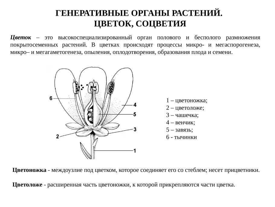 Процесс опыления цветковых растений