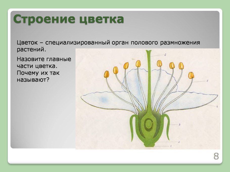 Классификация вегетативных органов растений