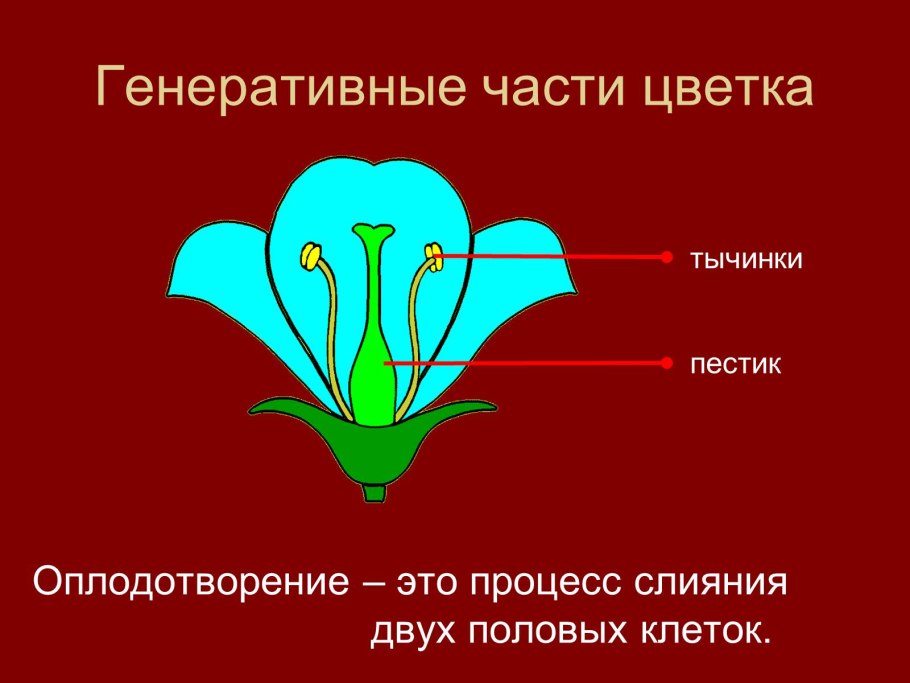Генеративные органы размножения