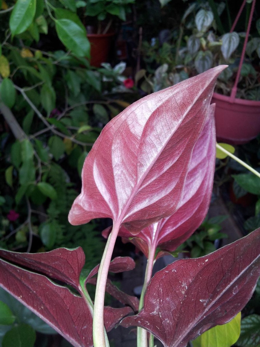 Сингониум Syngonium podophyllum
